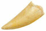Serrated Raptor Tooth - Real Dinosaur Tooth #364841-1